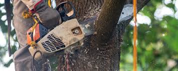 Best Tree Removal  in Elgin, OR