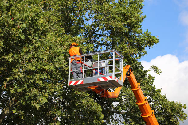 Best Tree Trimming and Pruning  in Elgin, OR