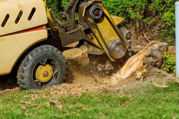 Best Artificial Turf Installation  in Elgin, OR