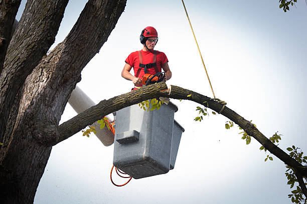 Best Tree Removal  in Elgin, OR